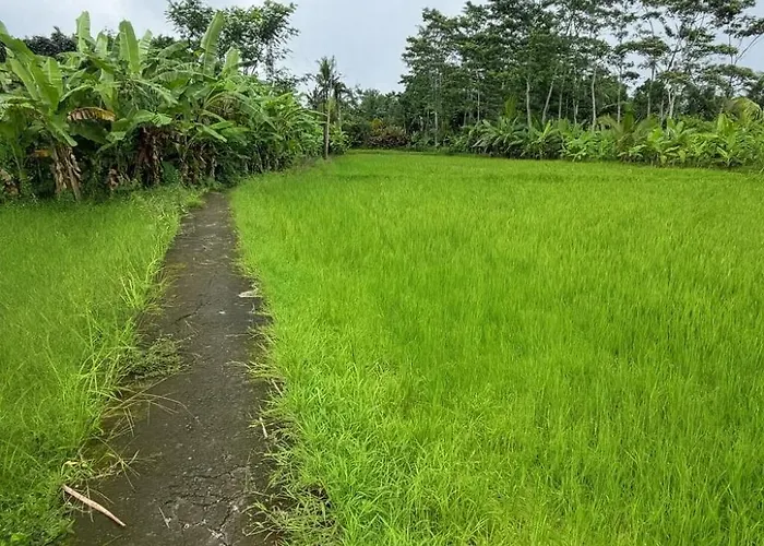 Jungle Hideaway 1 - Garden View